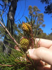 Hakea propinqua