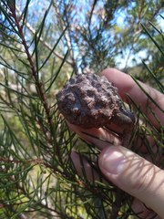 Hakea propinqua