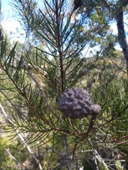 Hakea propinqua