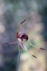 Caladenia robinsonii