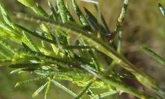 Macynia labiata