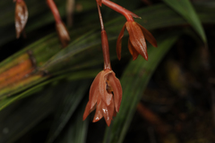 Coelogyninae