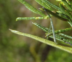 Macynia labiata
