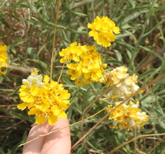 Psilostrophe gnaphalodes