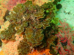 Exallosorus harveyanus