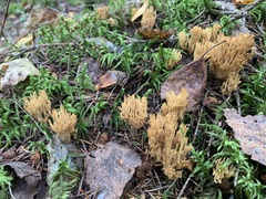 Phaeoclavulina eumorpha