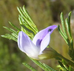 Psoralea laevigata