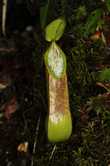 Nepenthes tentaculata