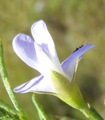 Psoralea laevigata