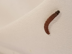 Scythris inspersella