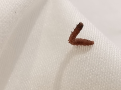 Scythris inspersella