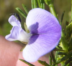 Psoralea laevigata