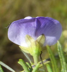 Psoralea laevigata