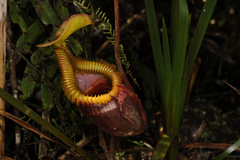 Nepenthes villosa