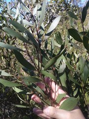 Hakea laevipes laevipes