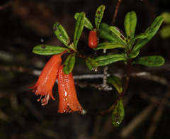 Rhododendron cuneifolium cuneifolium