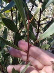 Hakea laevipes laevipes