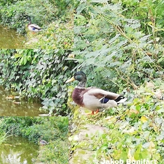 Anas platyrhynchos