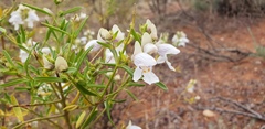 Prostanthera striatiflora