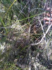 Hakea laevipes laevipes