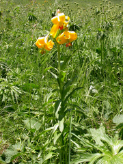 Lilium armenum