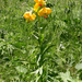 Lilium armenum - Photo (c) Roberto Sindaco, some rights reserved (CC BY-NC-SA), uploaded by Roberto Sindaco
