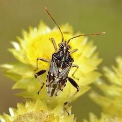 Stictopleurus scutellaris