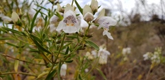 Prostanthera striatiflora