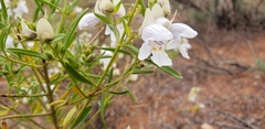 Prostanthera striatiflora