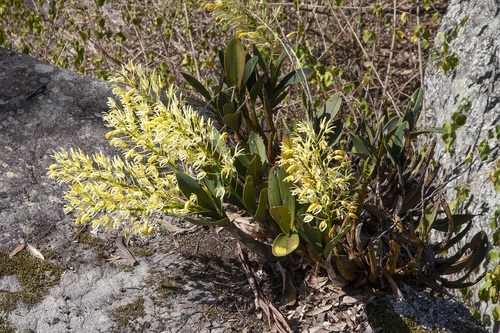 Rock orchid (Dendrobium speciosum)