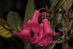 Rhododendron rugosum