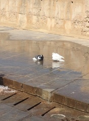 Columba livia domestica