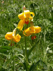 Lilium armenum