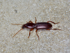 Stenomorphus californicus rufipes