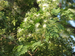 Albizia odoratissima
