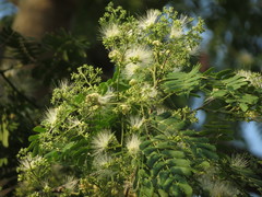 Albizia odoratissima