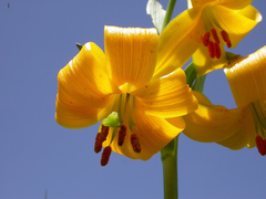 Lilium armenum
