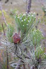 Leucadendron album