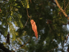 Albizia odoratissima