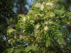 Albizia odoratissima