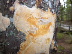 Antrodia heteromorpha