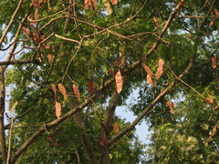 Albizia odoratissima