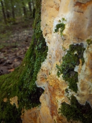 Antrodia heteromorpha