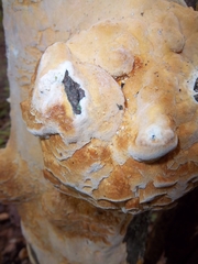 Antrodia heteromorpha