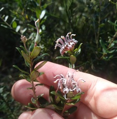 Grevillea sphacelata