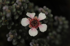 Leptospermum recurvum