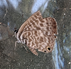 Leptotes pirithous