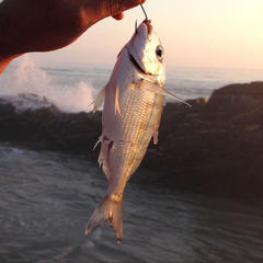 Rhabdosargus holubi