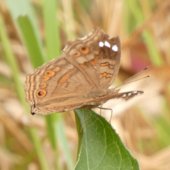 Junonia natalica