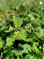 Galinsoga quadriradiata